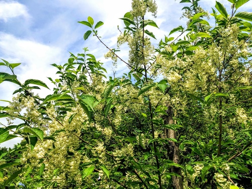 Strykowiec japoński (Petrostyrax hispidus) 