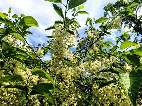 Strykowiec japoński (Petrostyrax hispidus) 