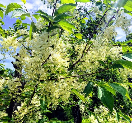 Strykowiec japoński (Petrostyrax hispidus) 