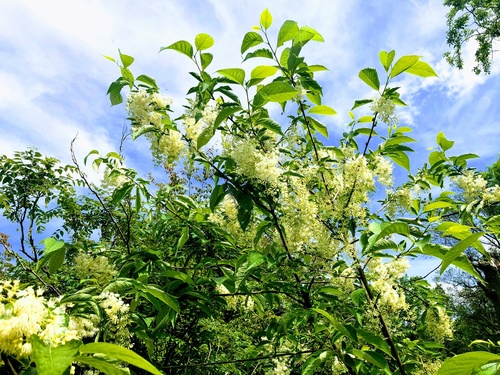 Strykowiec japoński (Petrostyrax hispidus) 