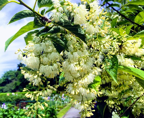 Strykowiec japoński (Petrostyrax hispidus) 