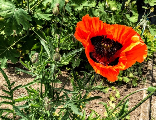 Mak wschodni (Papaver orientale L.)