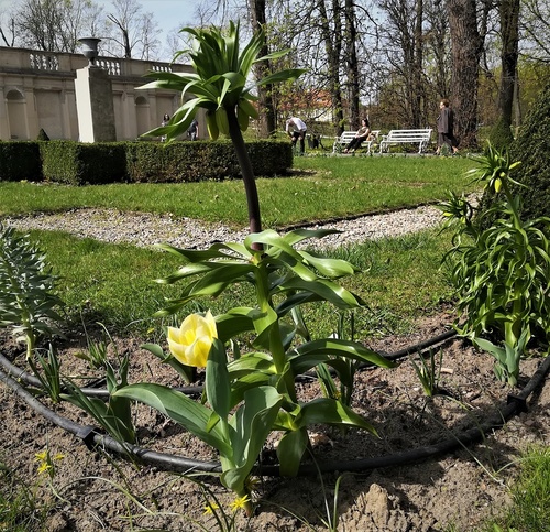 Szachownica cesarska, cesarska korona (Fritillaria imperialis L.) 