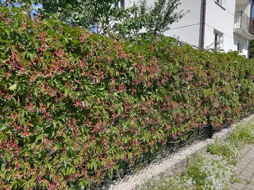 jakimi roślinami można przykryć brzydkie ogrodzenie/dzika winorośl