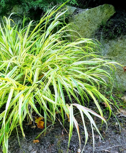 Hakonechloa smukła (Hakonechloa macra) jedna z najpiękniejszych traw ozdobnych.