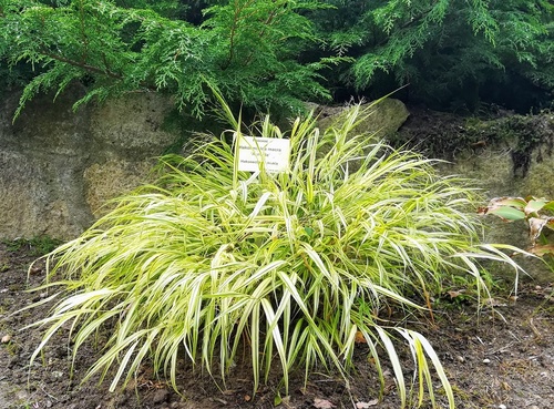 Hakonechloa smukła (Hakonechloa macra) jedna z najpiękniejszych traw ozdobnych.