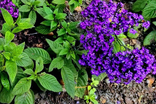 Heliotrop peruwiański Heliotropium arborescens peruvianum