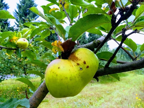Rozpoczął się sezon na jabłka - czym się powinniśmy sugerować podczas wyboru?