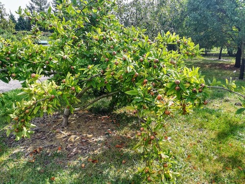 Nieszpułka zwyczajna (Mespilus germanica)