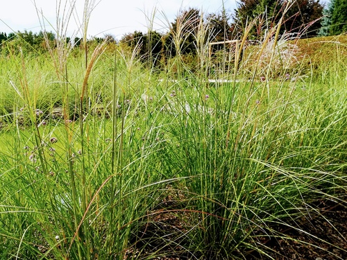 Miskant chiński (Miscanthus sinesis) odmiana "George" - jedna z najpiękniejszych traw ozdobnych