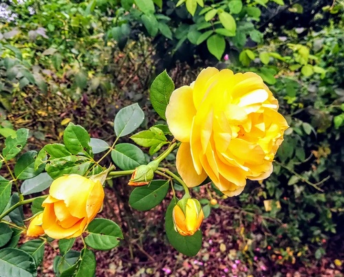 Różana rabata - jak ją pielegnować aby pięknie i obficie kwitła