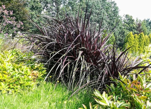 ROZPLENICA SŁONIOWA 'VERTIGO' PENNISETUM PURPUREUM