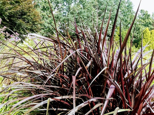 ROZPLENICA SŁONIOWA 'VERTIGO' PENNISETUM PURPUREUM