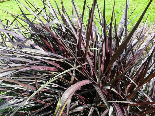 ROZPLENICA SŁONIOWA 'VERTIGO' PENNISETUM PURPUREUM