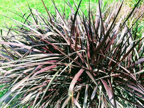 ROZPLENICA SŁONIOWA 'VERTIGO' PENNISETUM PURPUREUM