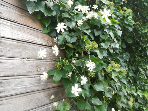 Wybieramy rośliny i kwiaty cieniolubne i te które lubią słońce do ogrodu i na balkon