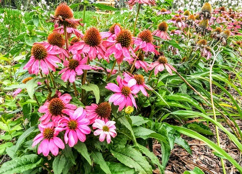 Jeżówka purpurowa (Echinacea purpurea) – długo kwitnący kwiat o właściwościach leczniczych 