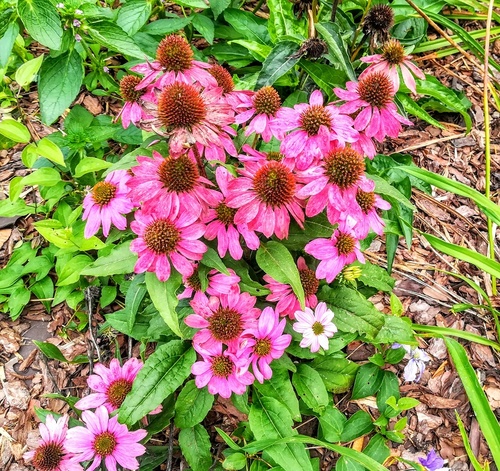 Jeżówka purpurowa (Echinacea purpurea) – długo kwitnący kwiat o właściwościach leczniczych 