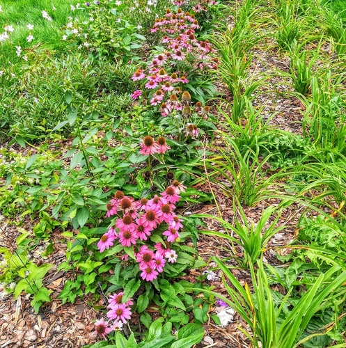 Jeżówka purpurowa (Echinacea purpurea) – długo kwitnący kwiat o właściwościach leczniczych 