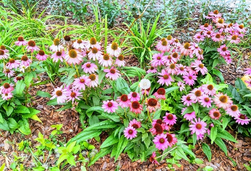 Jeżówka purpurowa (Echinacea purpurea) – długo kwitnący kwiat o właściwościach leczniczych 