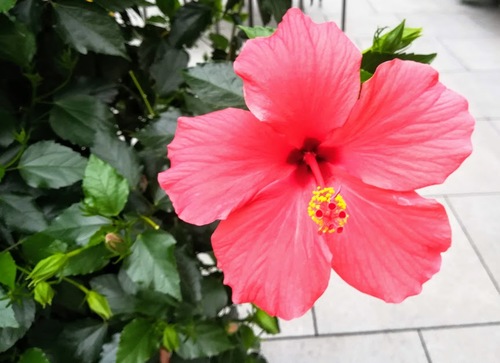 Ketmia syryjska (Hibiscus syriacus 'Woodbrige')