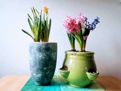 Hiacynt wschodni (Hyacinthus Orientalis) - bylina o intensywnym przyjemnym zapachu