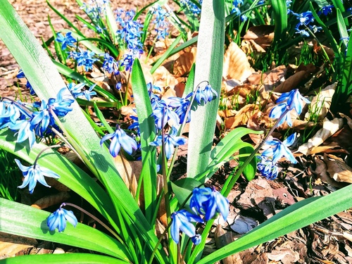 Jakie kwiaty wybrać do rabaty w z dominującym kolorem fioletowym?Cebulica syberyjska (Scilla sibirica) 