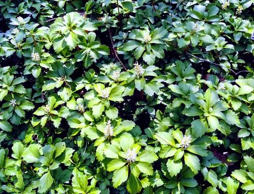 Runianka japońska (pachysandra terminalis) zimozielona roślina okrywowa do cienistych miejsc