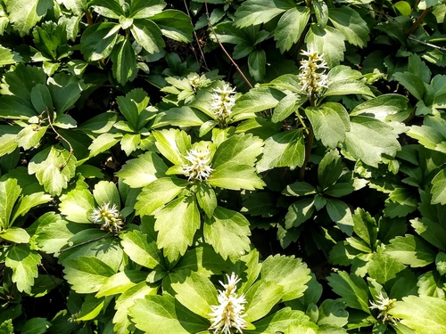 Runianka japońska (pachysandra terminalis) zimozielona roślina okrywowa do cienistych miejsc