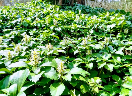 Runianka japońska (pachysandra terminalis) zimozielona roślina okrywowa do cienistych miejsc