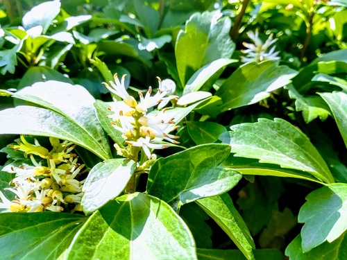 Runianka japońska (pachysandra terminalis) zimozielona roślina okrywowa do cienistych miejsc
