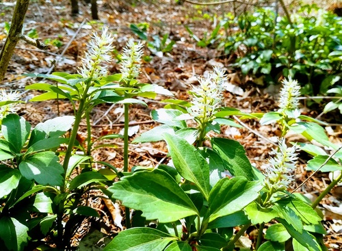Runianka japońska (pachysandra terminalis) zimozielona roślina okrywowa do cienistych miejsc