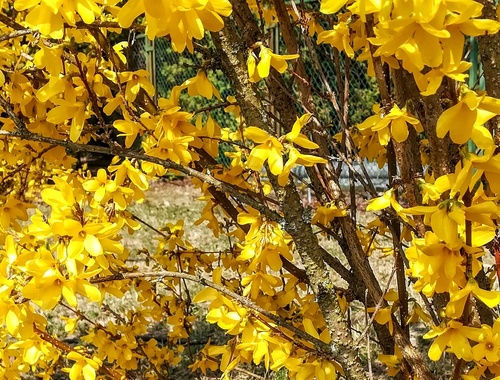 Ozdobne krzewy, które kwitną na żółto wczesną wiosną /forsycja