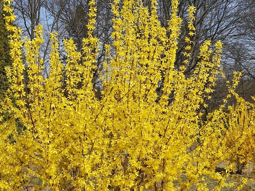 Ozdobne krzewy, które kwitną na żółto wczesną wiosną /forsycja