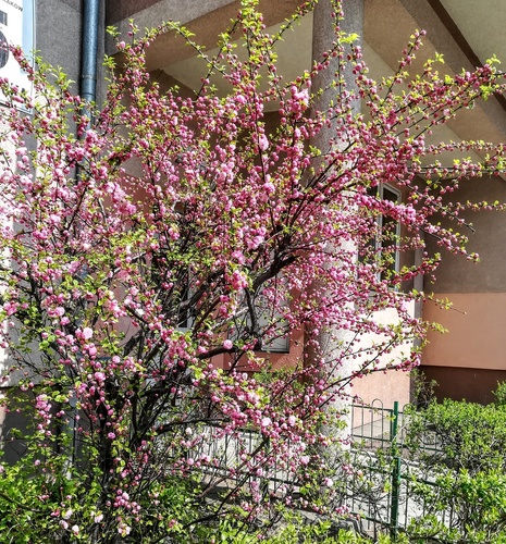 Migdałek trójklapowy (Prunus triloba) – różowo kwitnący krzew na wiosnę