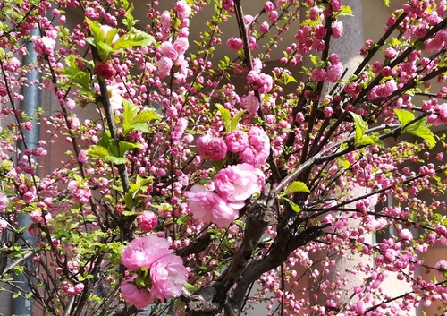 Migdałek trójklapowy (Prunus triloba) – różowo kwitnący krzew na wiosnę