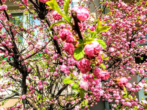 Migdałek trójklapowy (Prunus triloba) – różowo kwitnący krzew na wiosnę