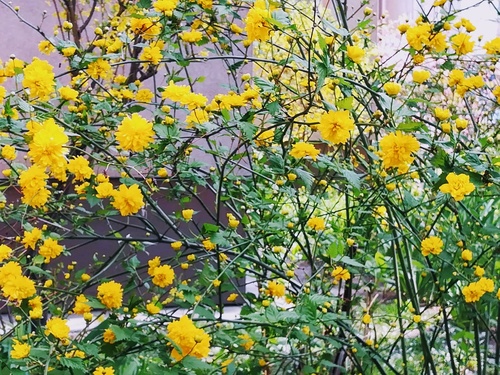 Ozdobne krzewy, które kwitną na żółto wczesną wiosną /złotlin japoński
