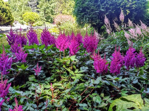 Tawułka chińska 'Visions in Red' Astilbe chinensis