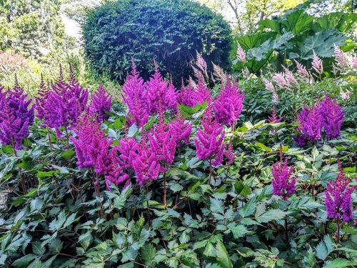 Tawułka chińska (Astilbe chinensis) 'Vision in Red'