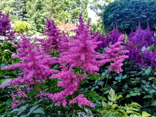 Tawułka chińska (Astilbe chinensis) 'Vision in Red'