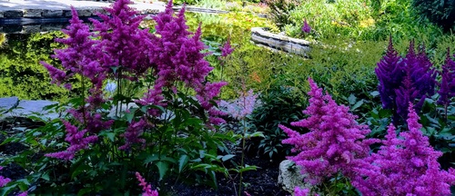 Tawułka chińska (Astilbe chinensis) 'Vision in Red'