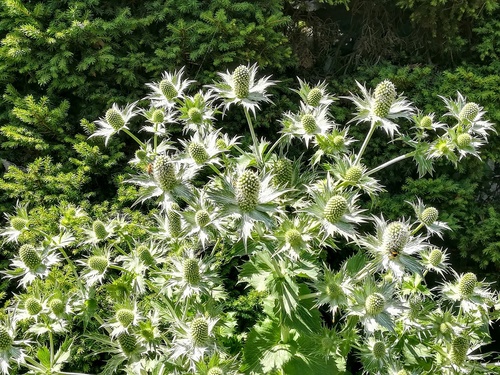 Mikołajek alpejski (Eryngium alipnum) – malowniczy akcent do ogródka skalnego 