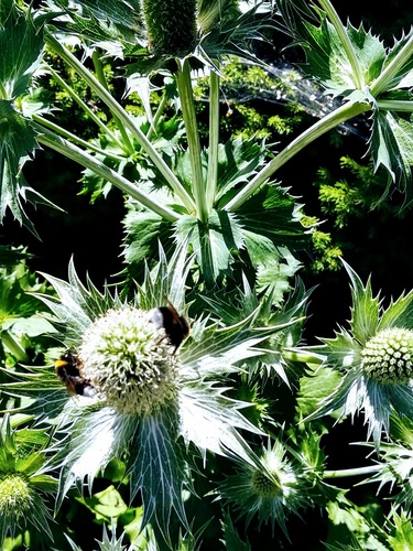 Mikołajek alpejski (Eryngium alipnum) – malowniczy akcent do ogródka skalnego 