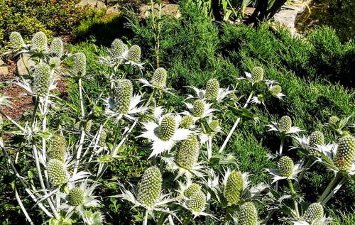 Mikołajek alpejski (Eryngium alipnum) – malowniczy akcent do ogródka skalnego 