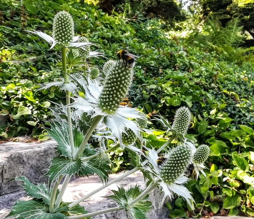 Mikołajek alpejski (Eryngium alipnum) – malowniczy akcent do ogródka skalnego 