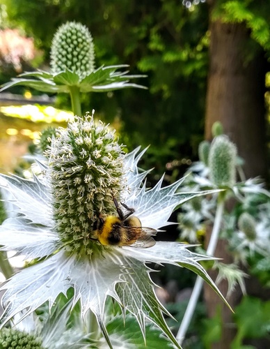 Mikołajek alpejski (Eryngium alipnum) – malowniczy akcent do ogródka skalnego 