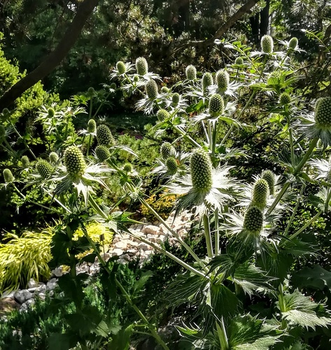 Mikołajek alpejski (Eryngium alipnum) – malowniczy akcent do ogródka skalnego 