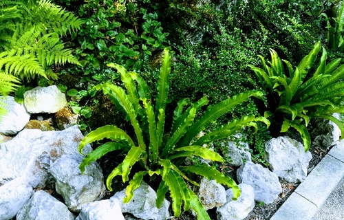 Języcznik zwyczajny (Phyllitis scolopendrium) - długowieczna zimozielona paproć