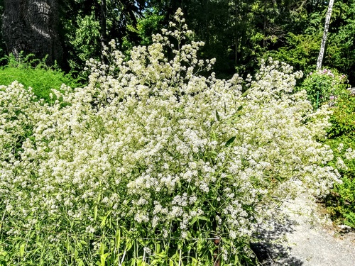 PIEPRZYCA SZEROKOLISTNA (Lepidium latifolium)